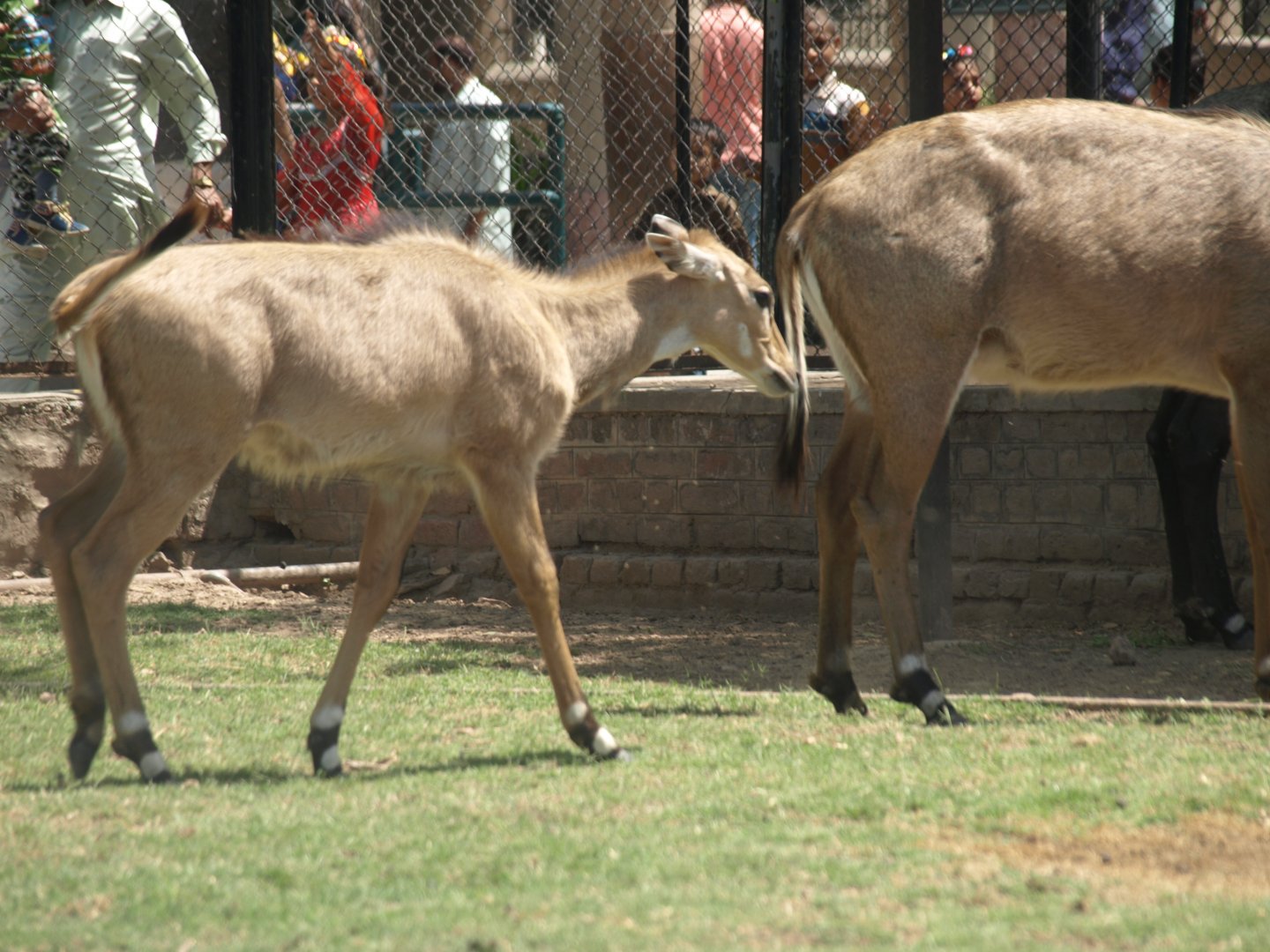 Nilgai calf  - Lahore zoo 8/4/2017
