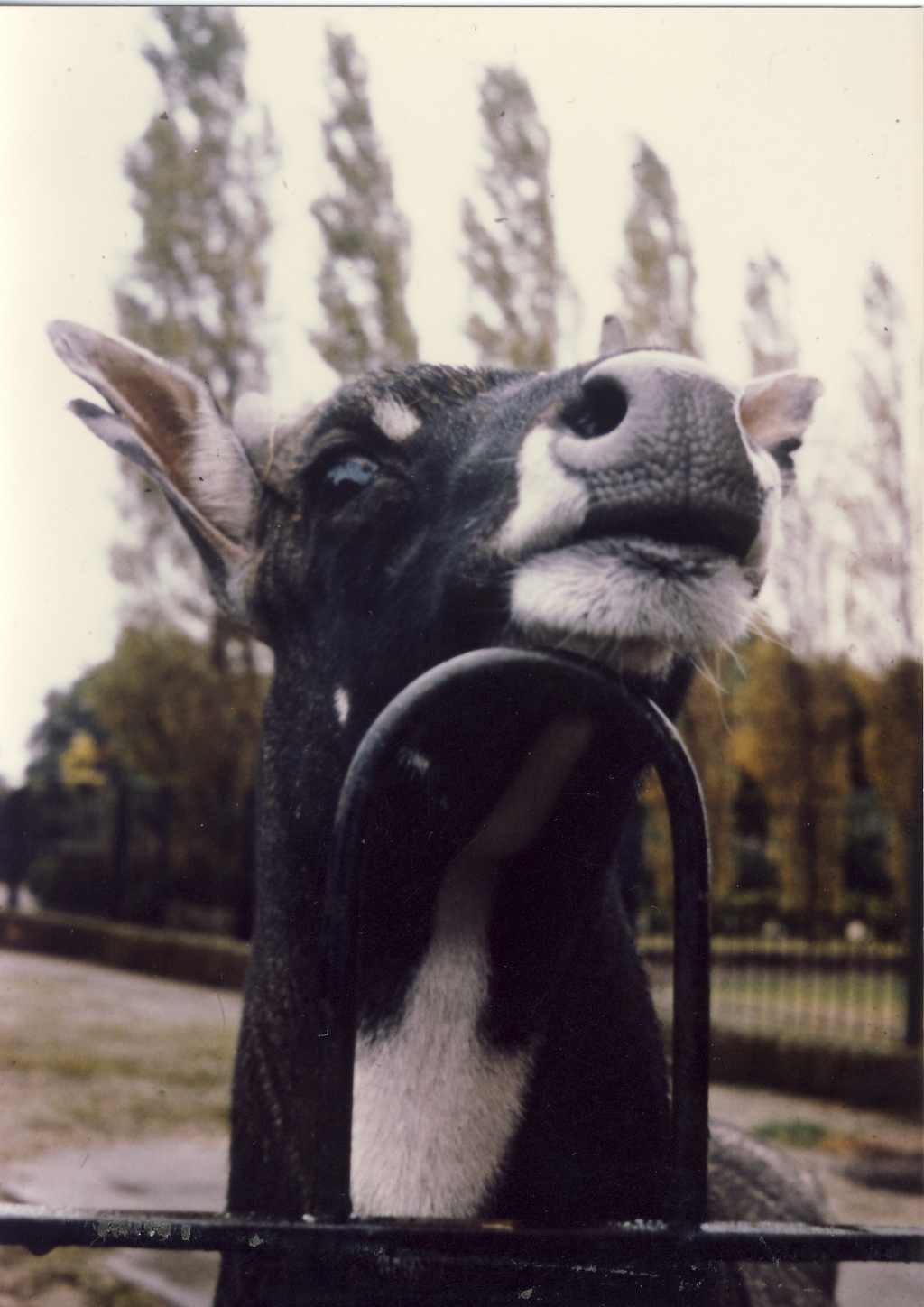 Nilgai Chester Zoo 23 Spetember 1976