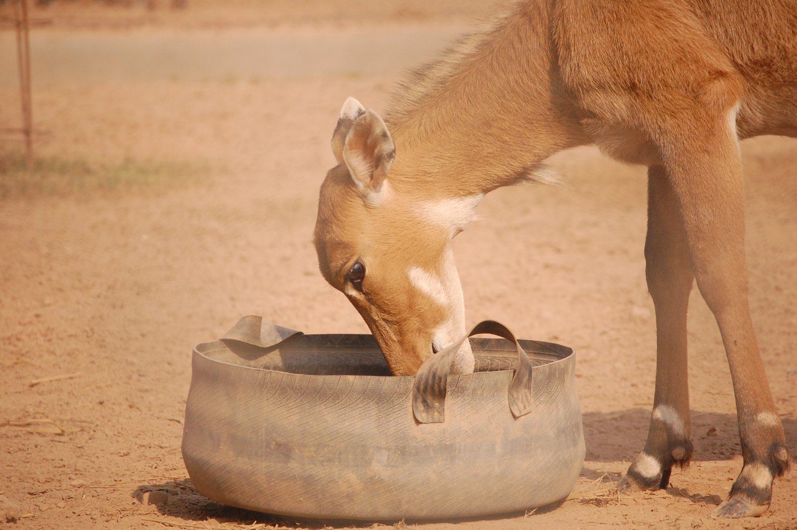 Nilgai cow feeding - Peshawar zoo 8/12/2018