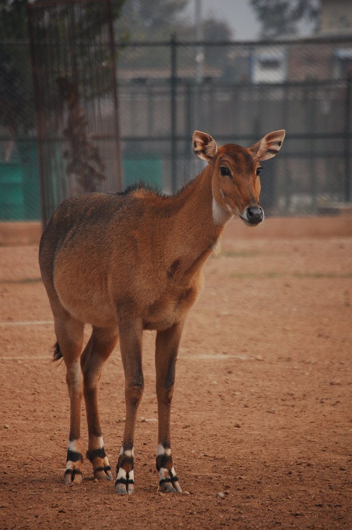 Nilgai cow - Peshawar zoo 12/14/2019