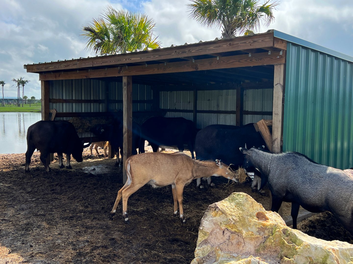 Nilgai & Domestic Asian Water Buffalo