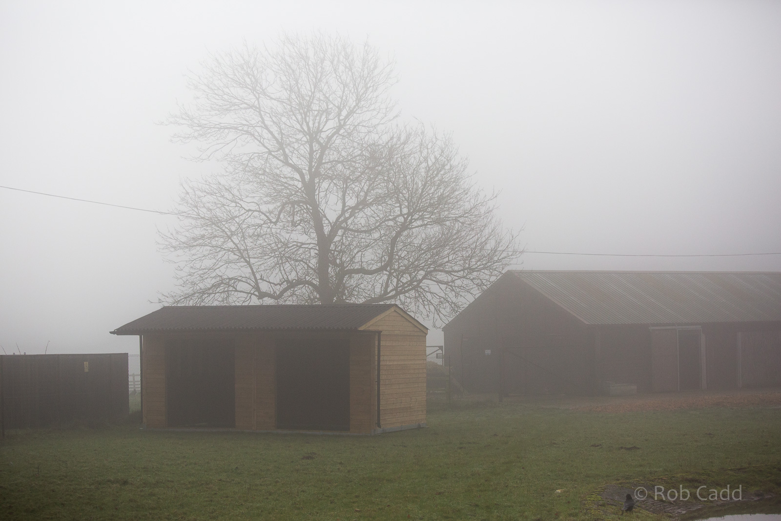 Nilgai (enclosure) : Whipsnade : 30 Nov 2014