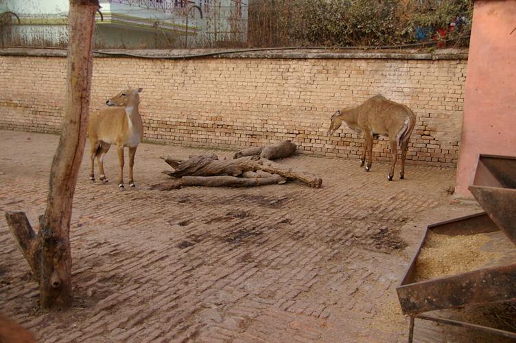 Nilgai enclosure