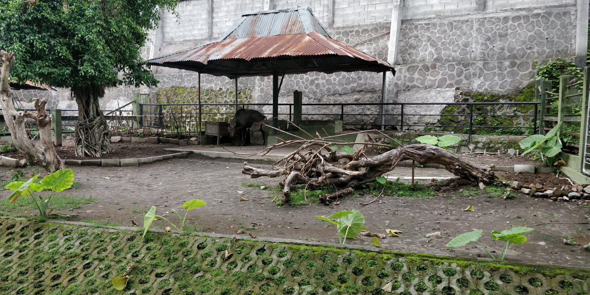 Nilgai enclosure