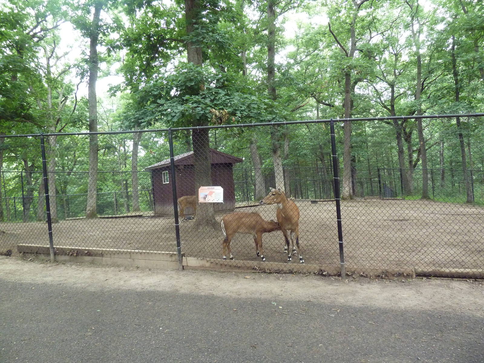 Nilgai Exhibit #1