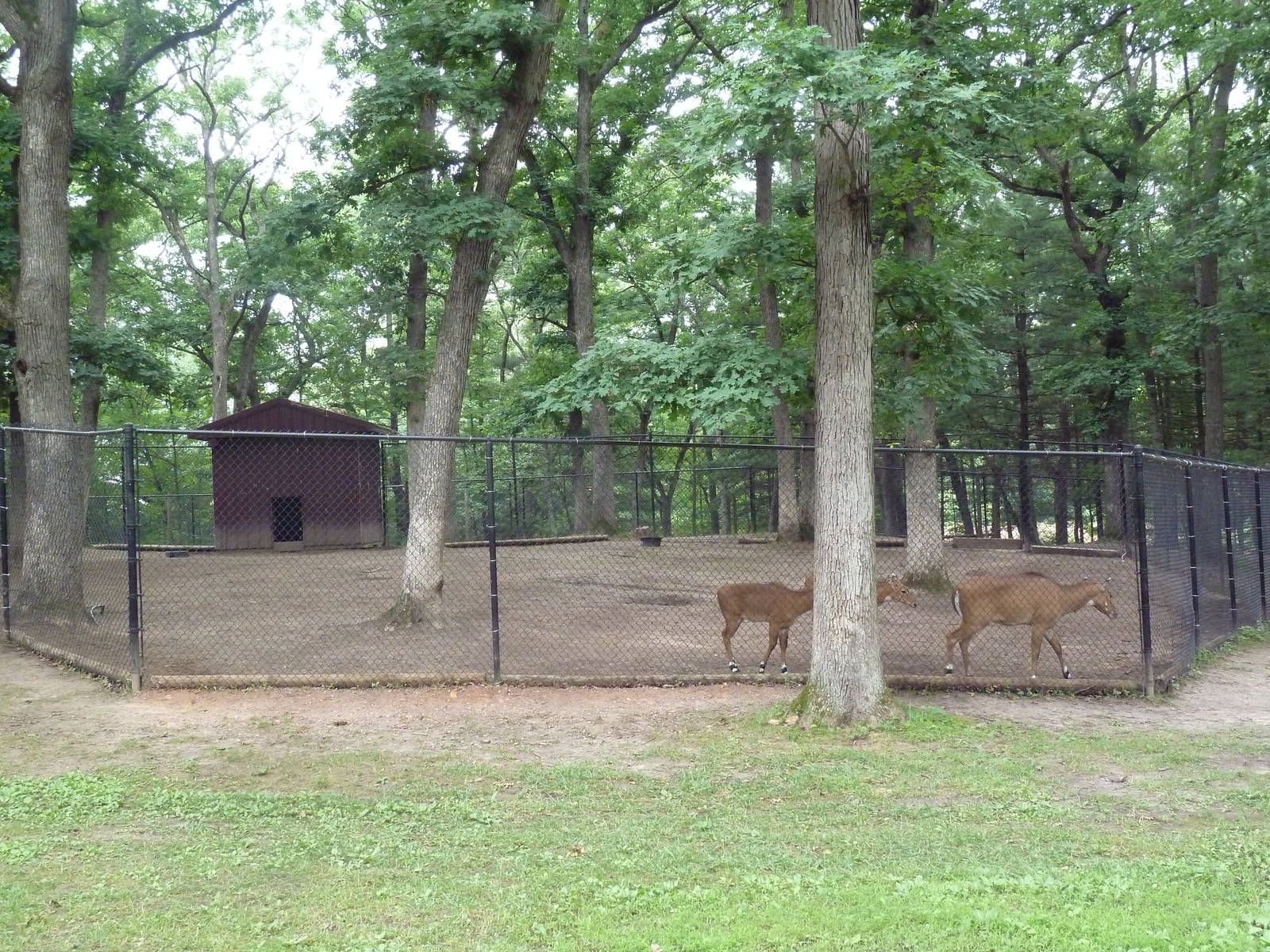Nilgai Exhibit #1
