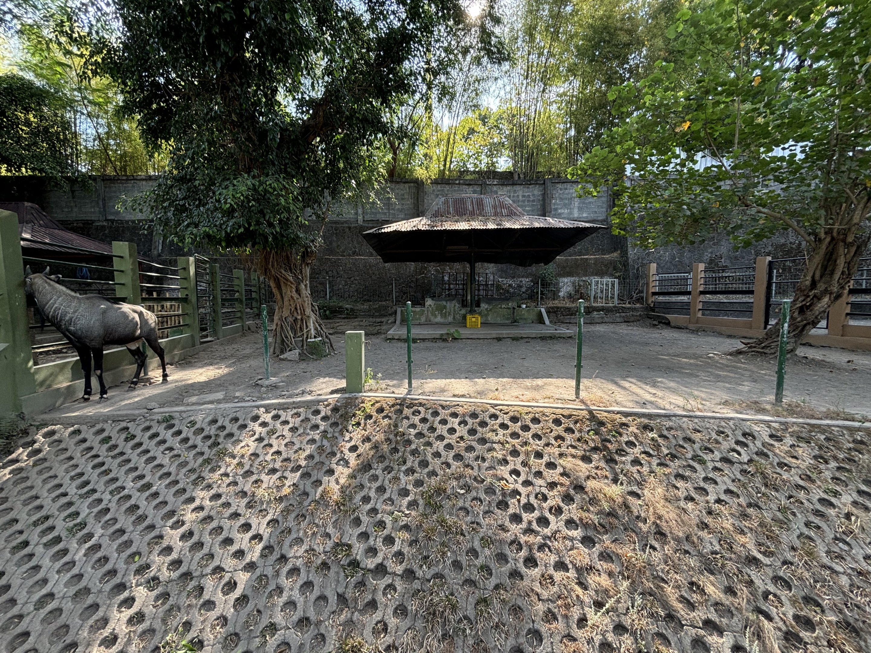 Nilgai Exhibit #2