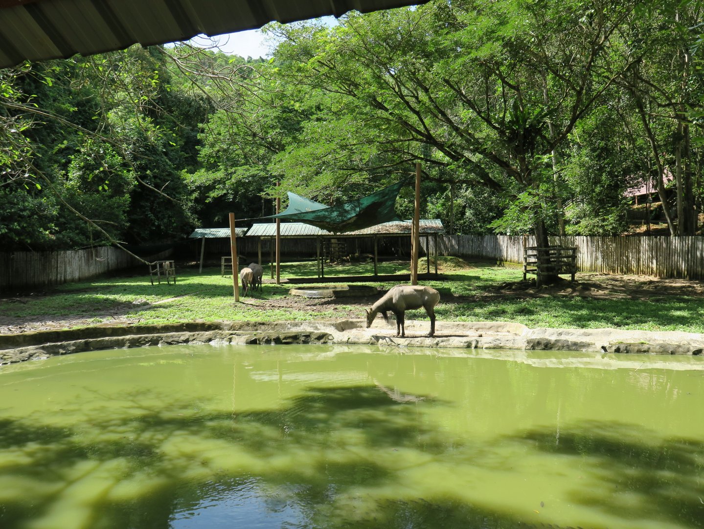 Nilgai exhibit