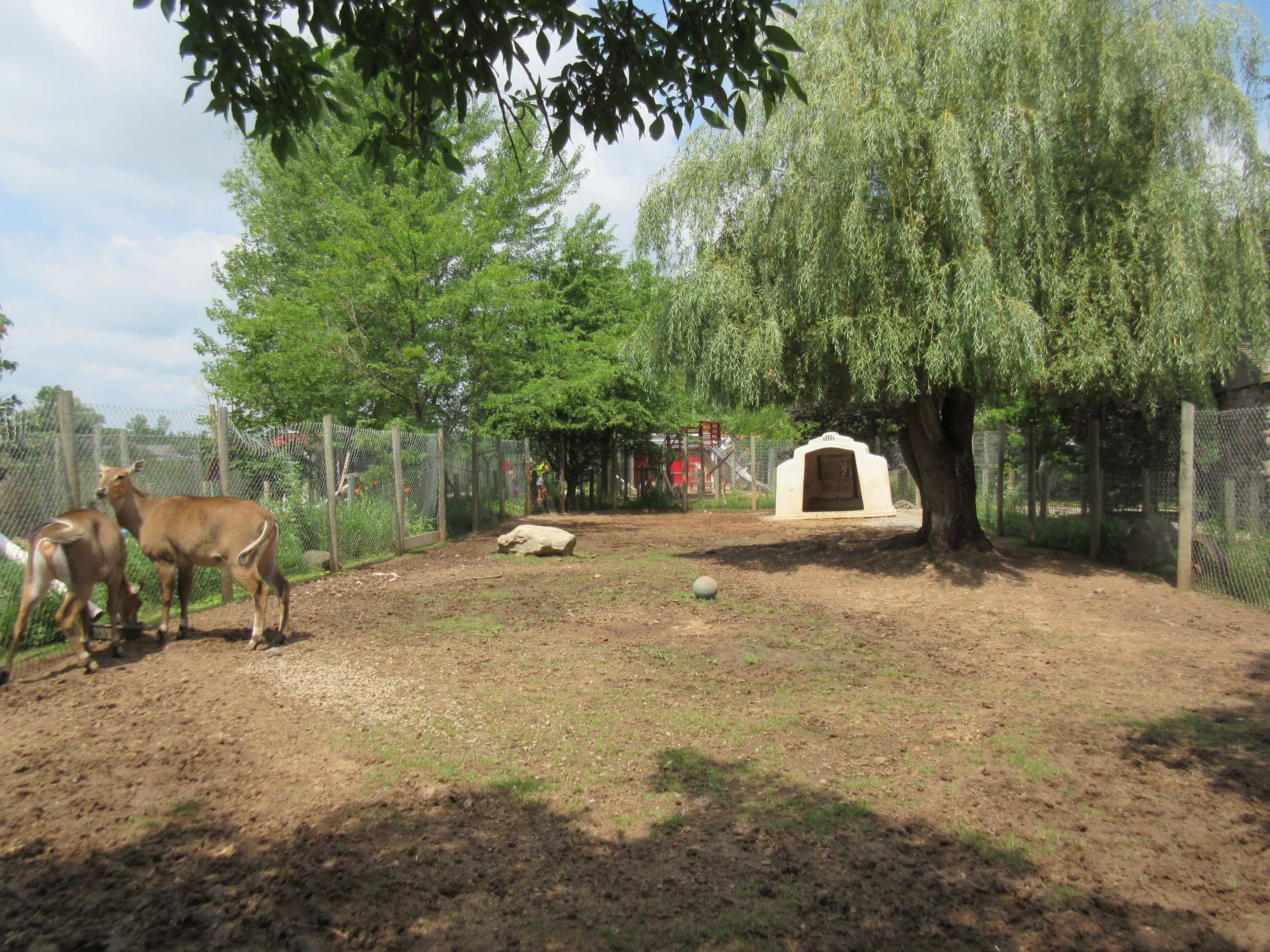 Nilgai Exhibit