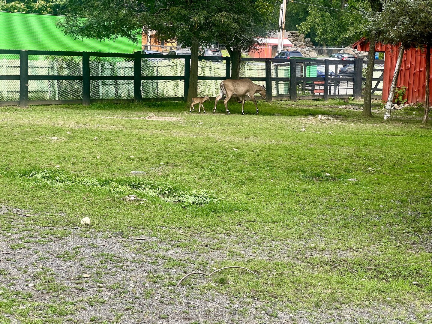 Nilgai Exhibit