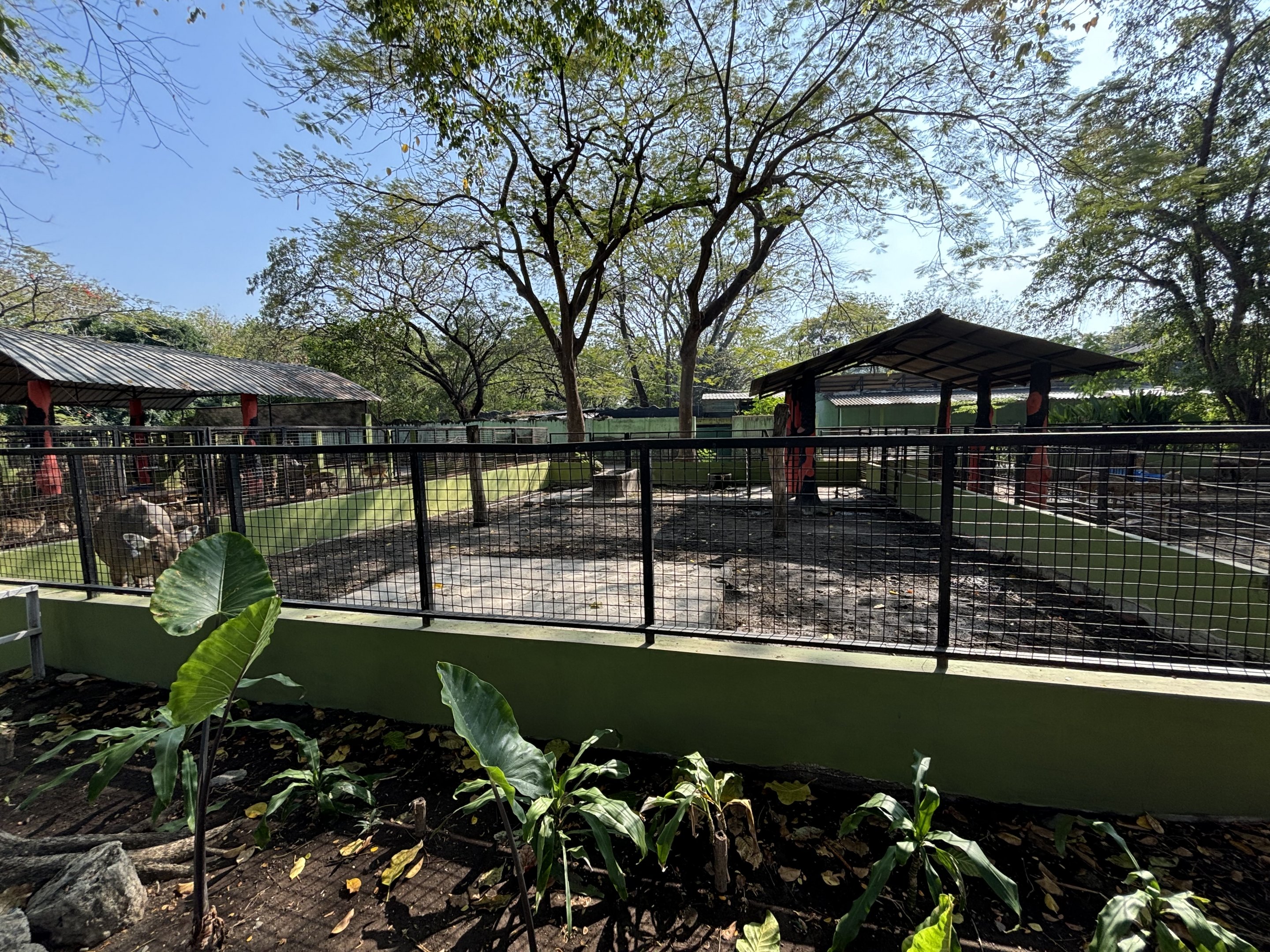 Nilgai Exhibit