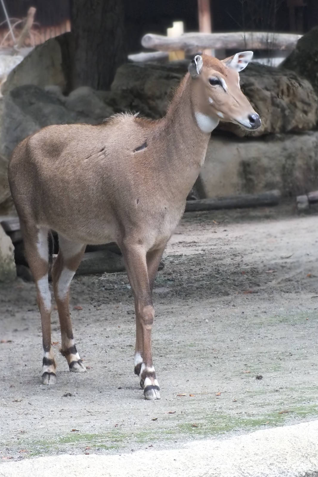 Nilgai (F)
