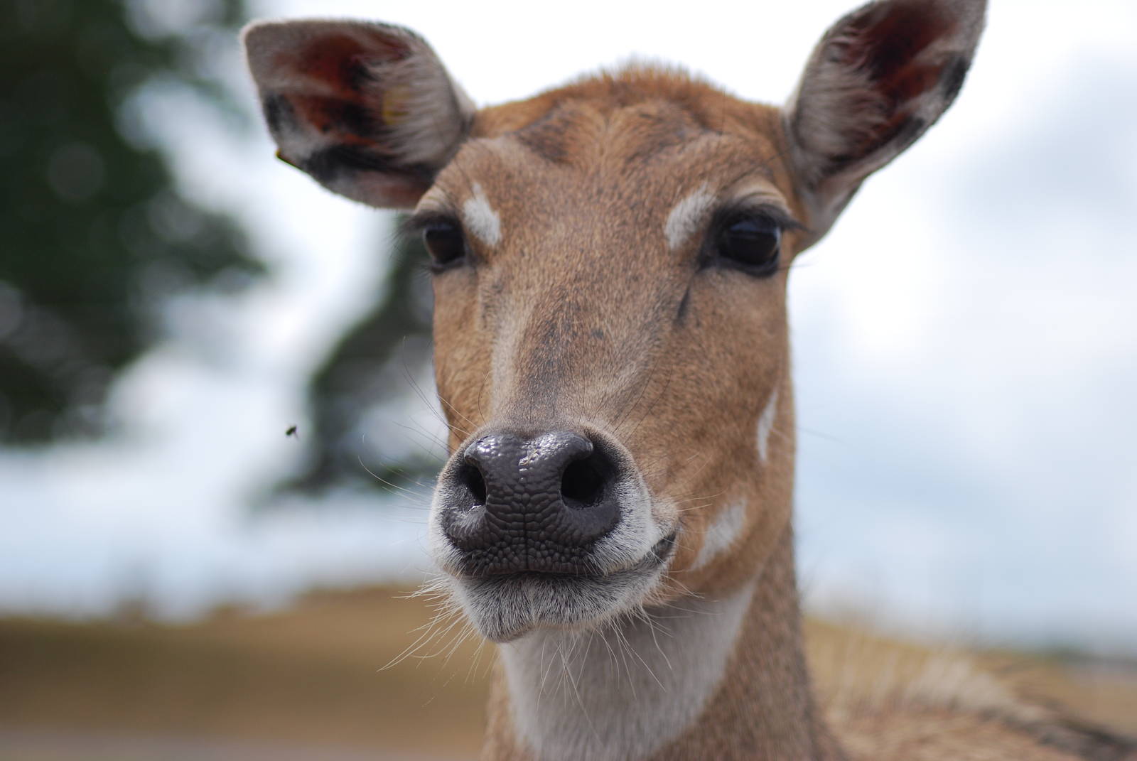 NILGAI (FEMALE)