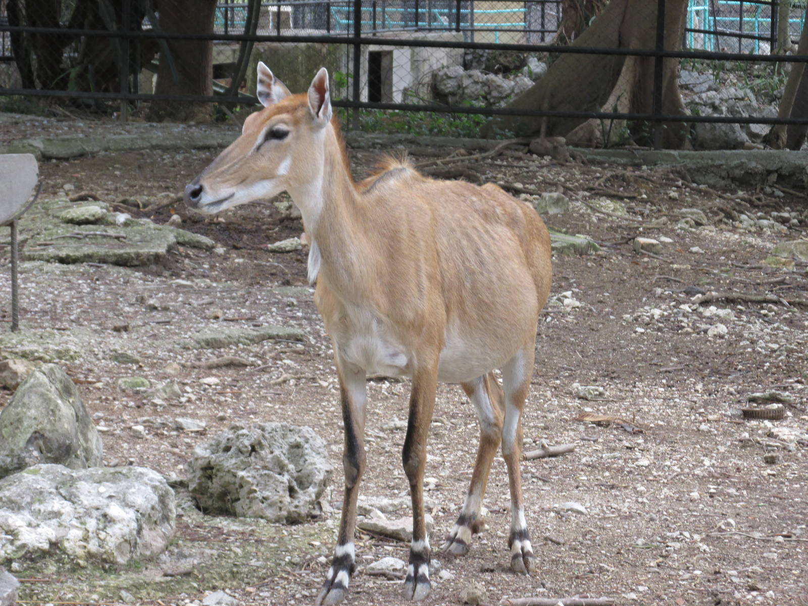 nilgai havana zoo