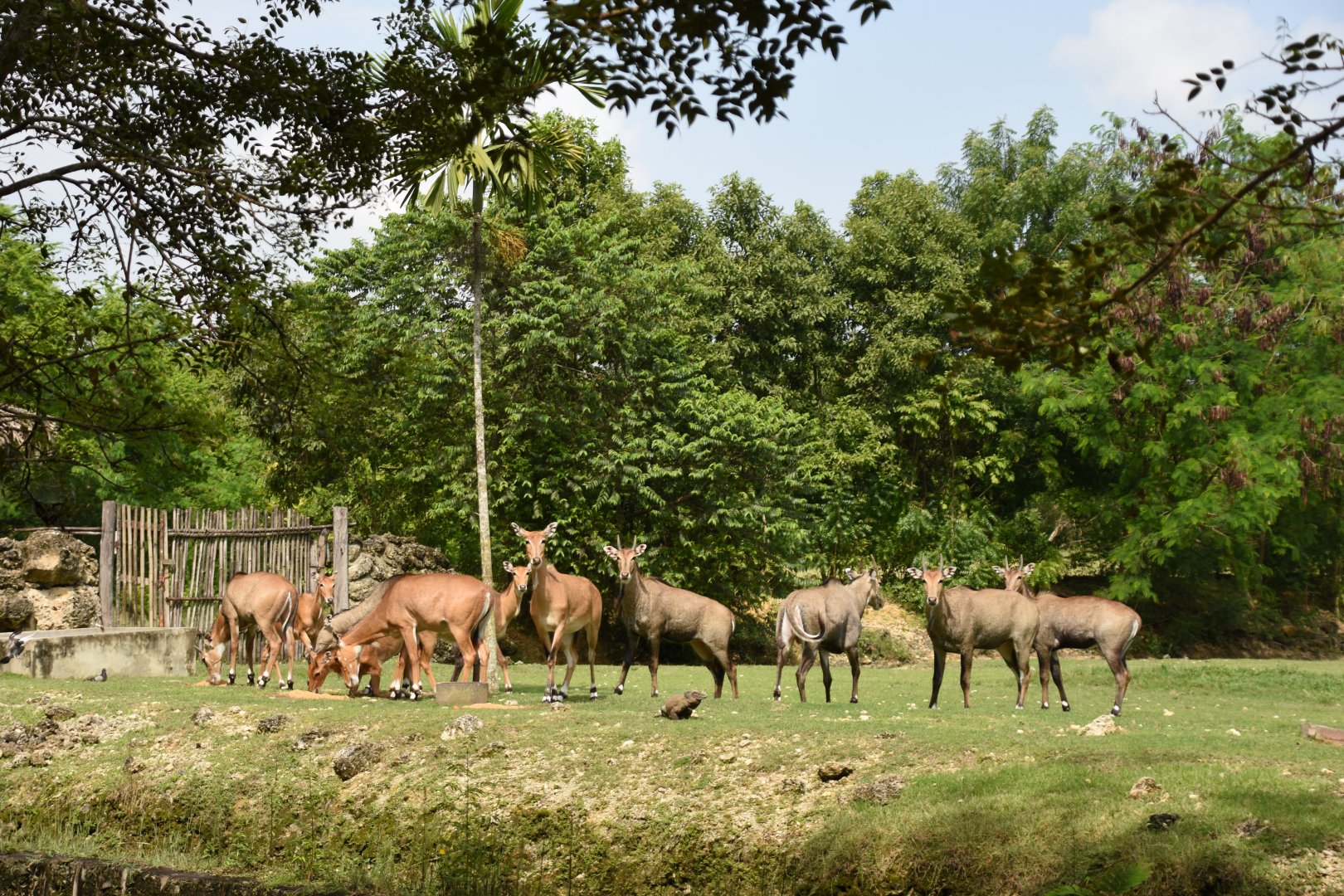 Nilgai herd (Boselaphus tragocamelus)