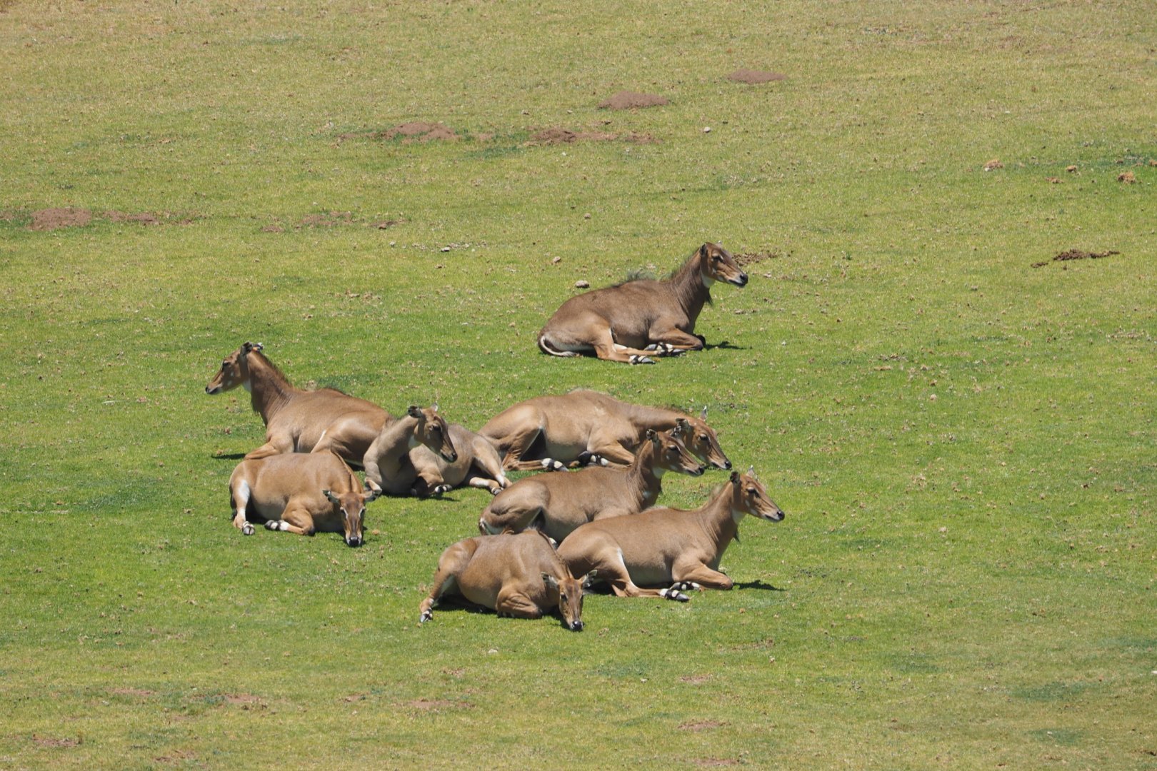 Nilgai herd