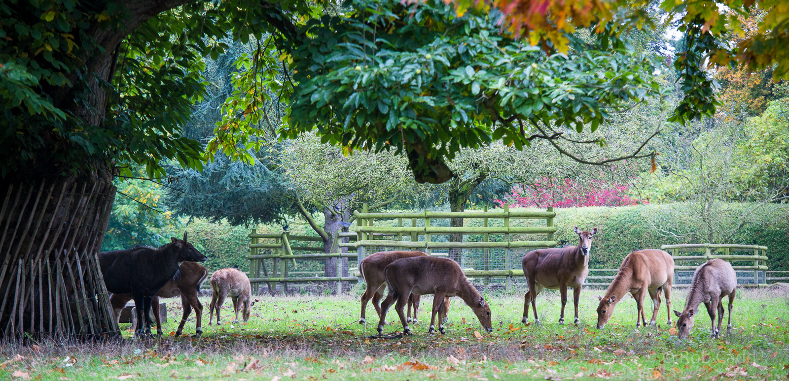 Nilgai : Howletts : 14 Oct 2014