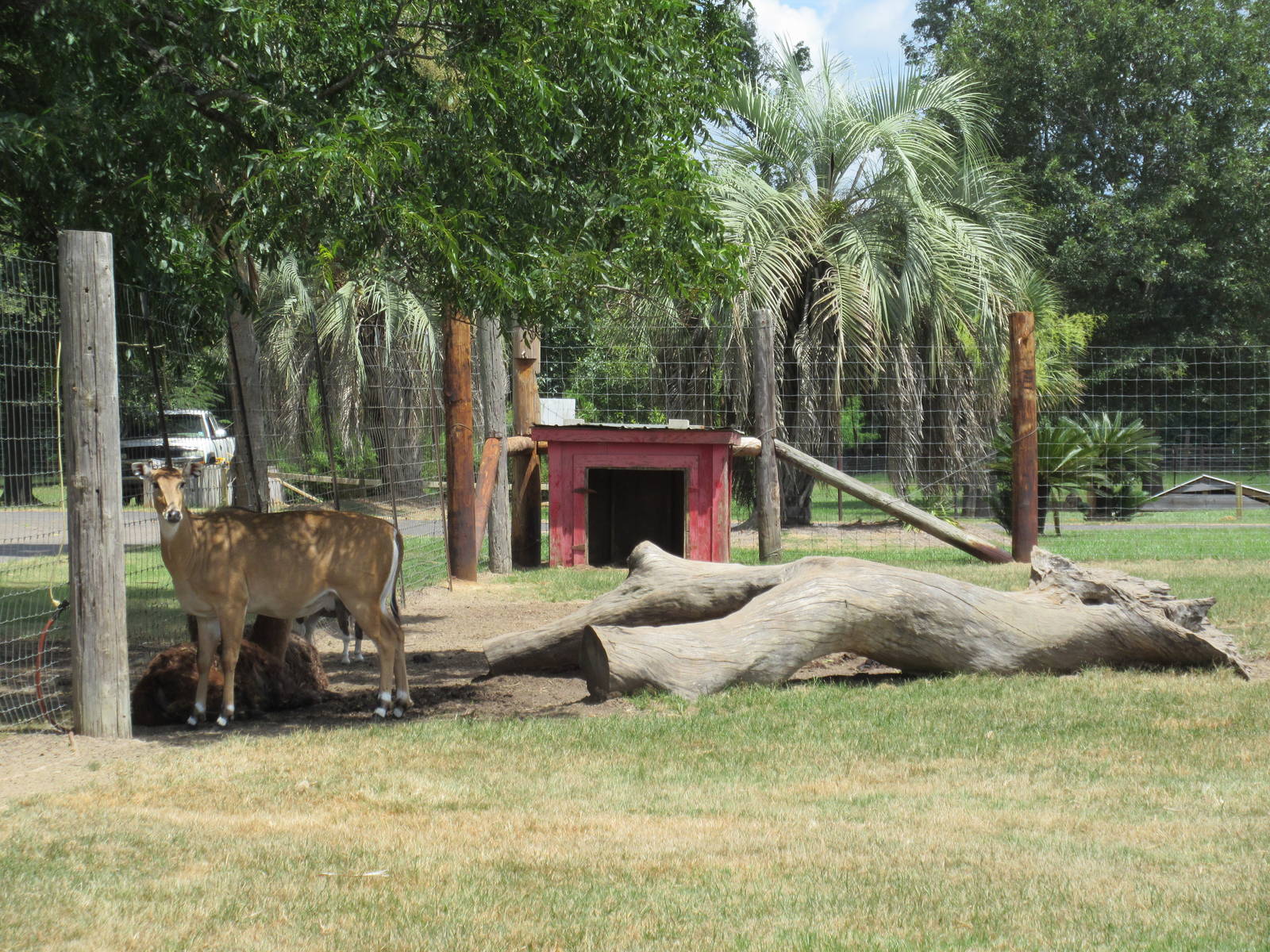 Nilgai in Petting Zoo