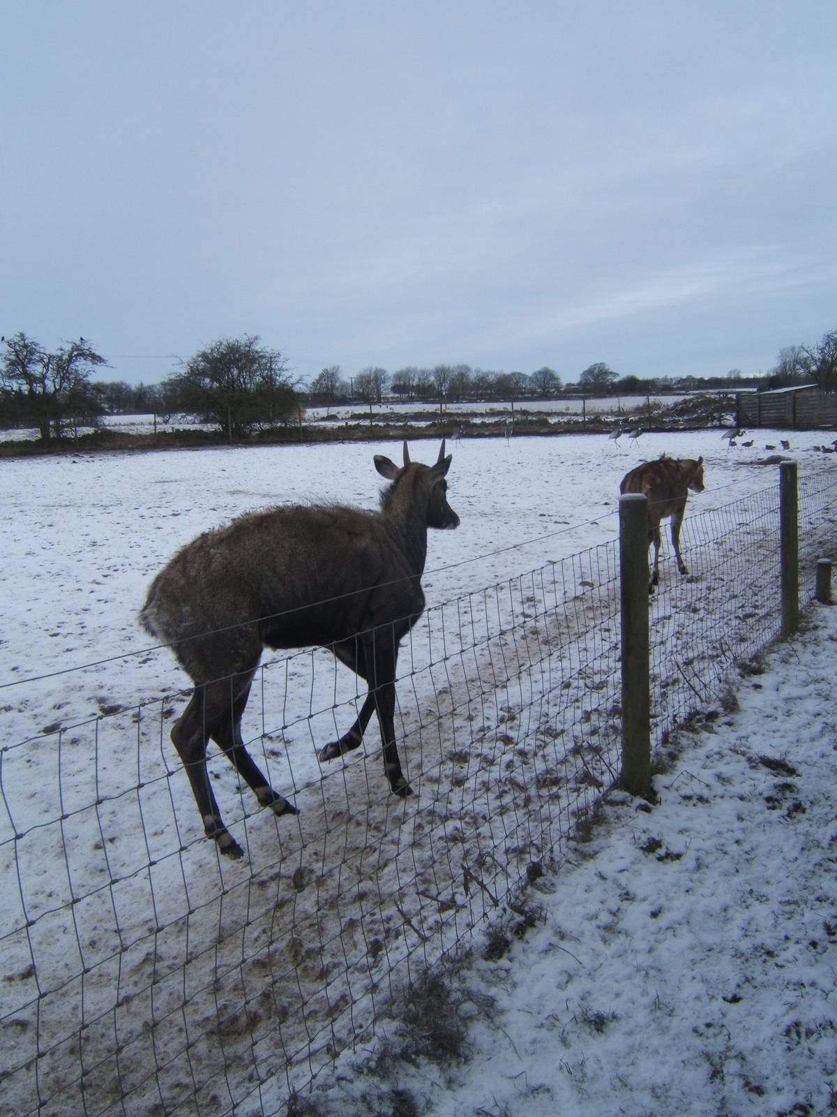 Nilgai in snow
