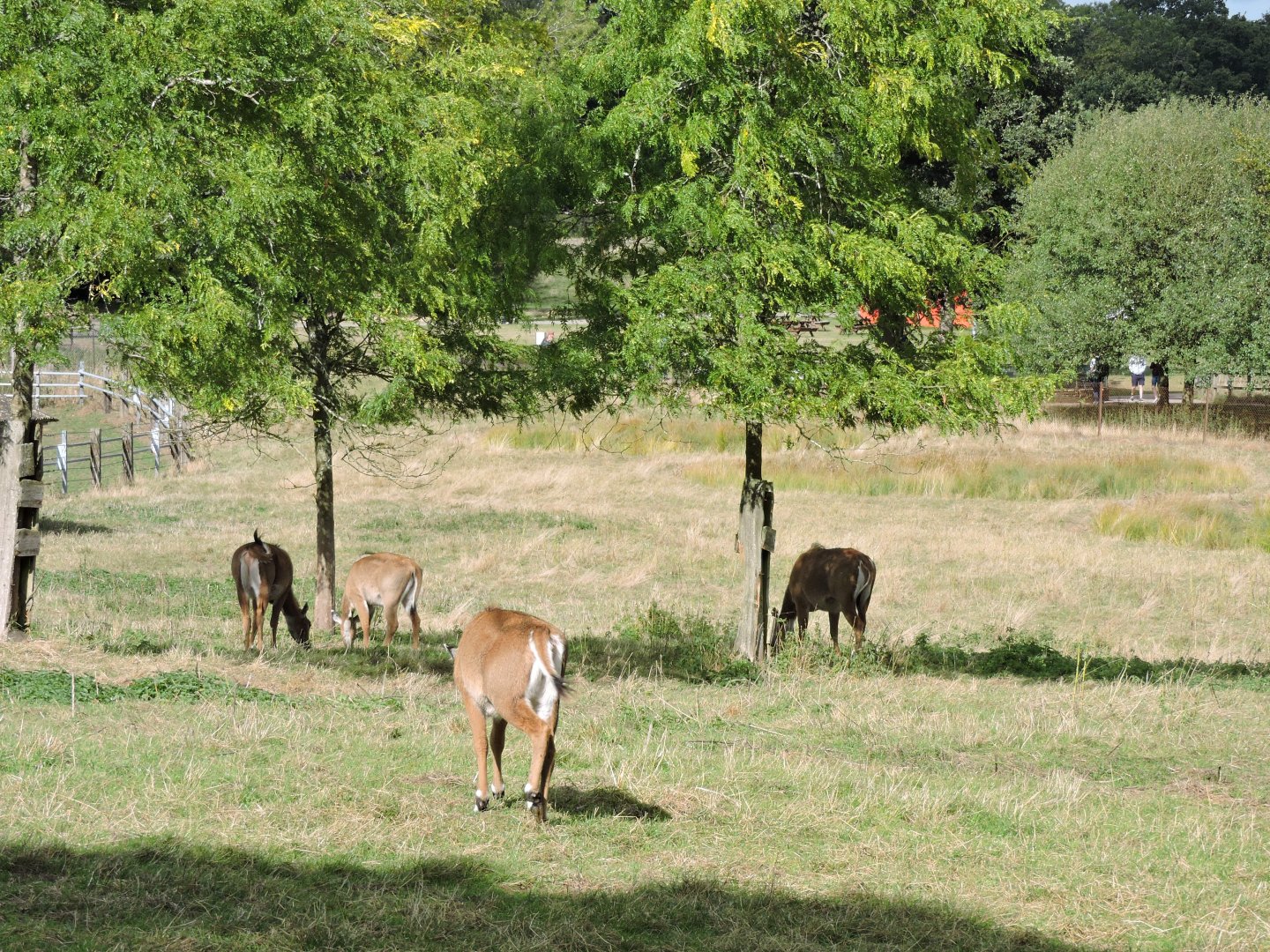 Nilgai in the sun