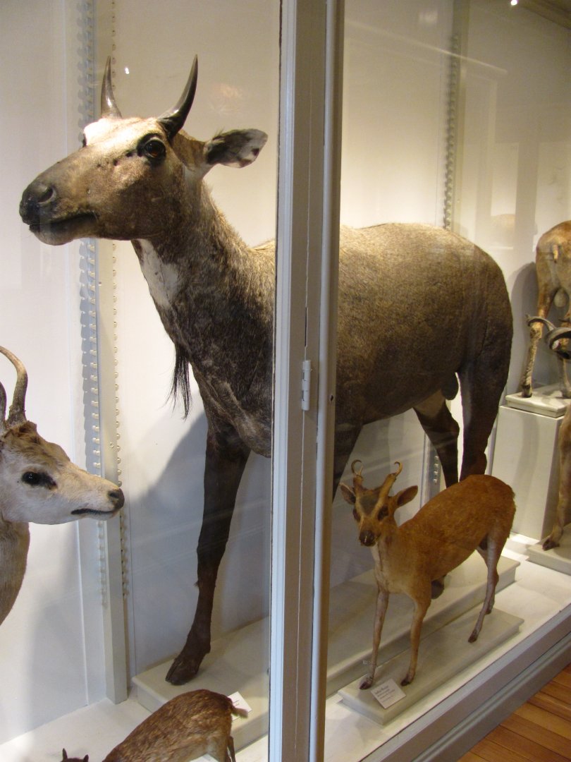 Nilgai & Indian Muntjac