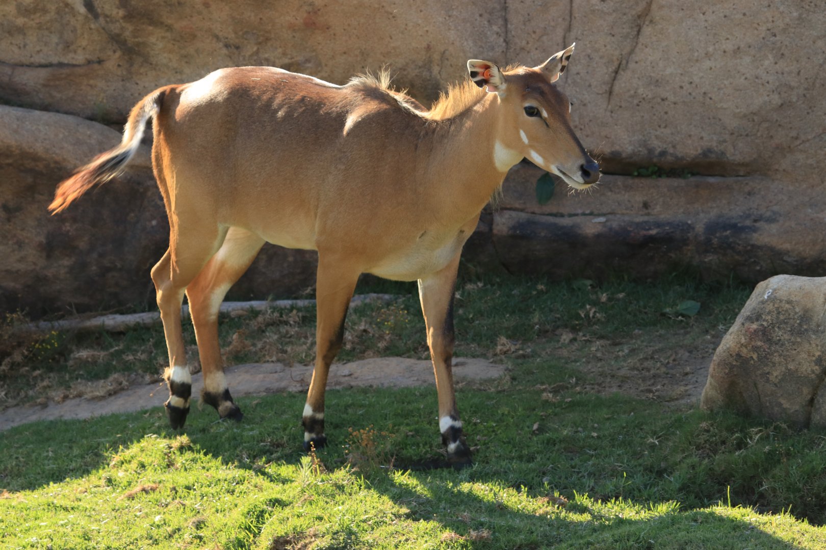 Nilgai (June 2019)