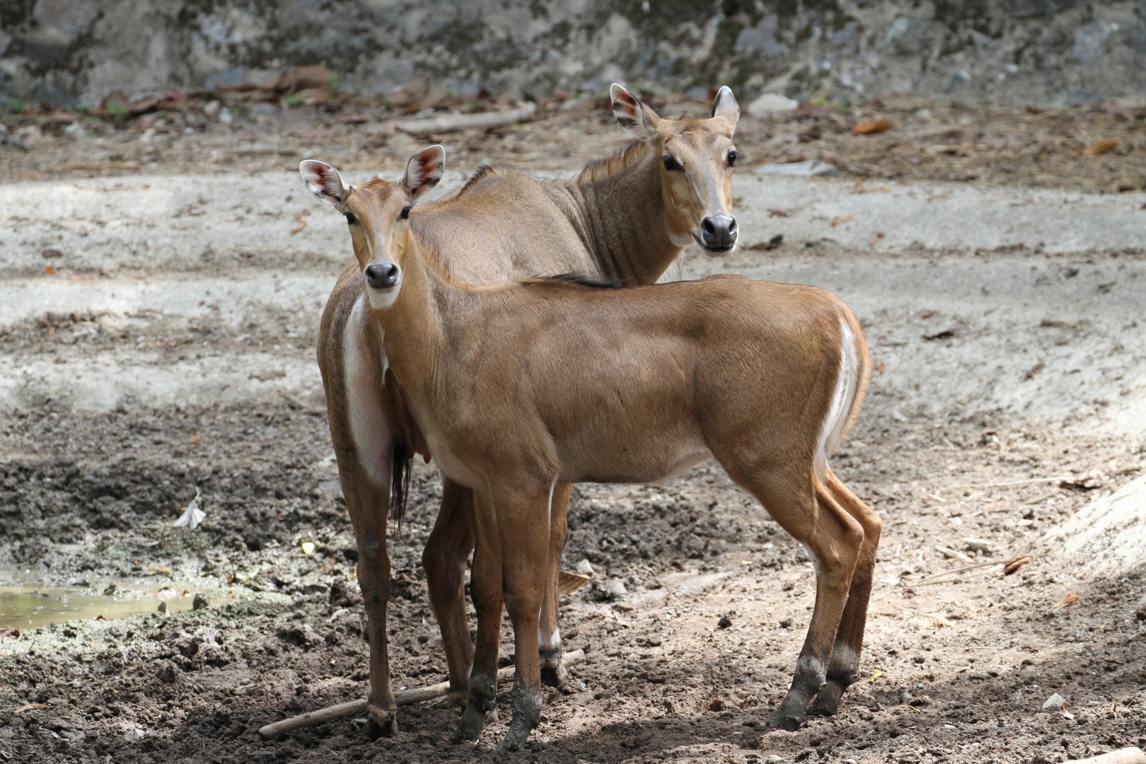 Nilgai Ladies