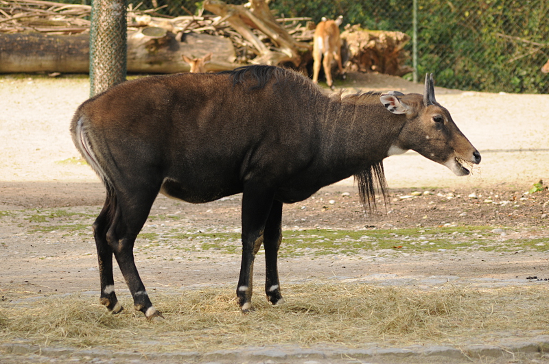 Nilgai male
