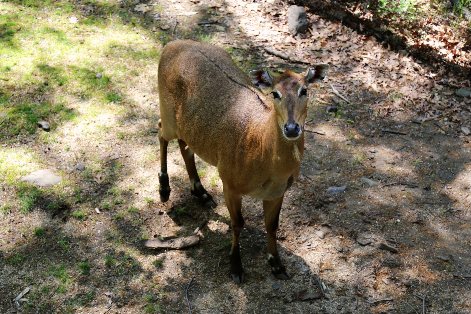 Nilgai, May 2017