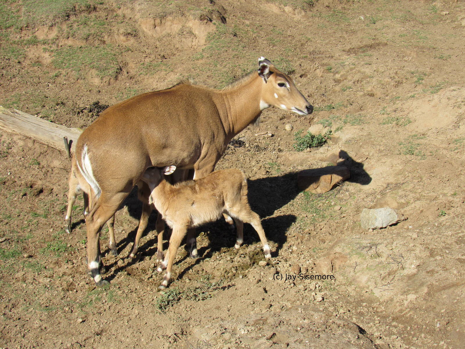 Nilgai Nursing 3 Calves