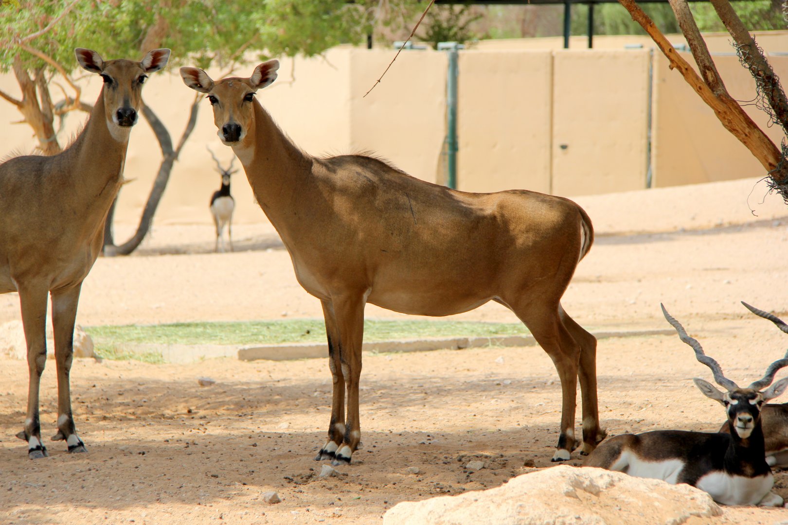 nilgai or blue bull (Boselaphus tragocamelus)