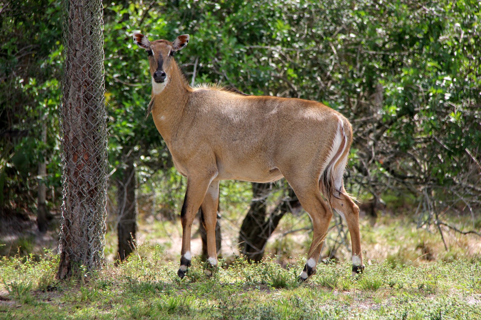 nilgai or blue bull (Boselaphus tragocamelus)