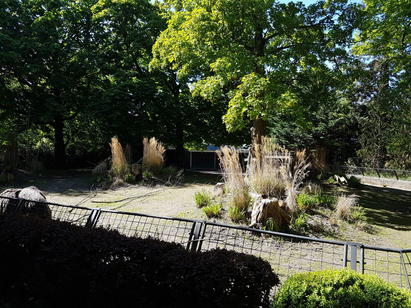 Nilgai - Ostrich enclosure