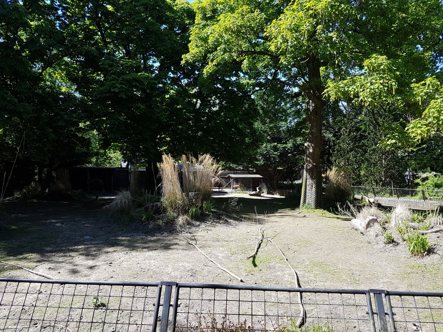 Nilgai - Ostrich enclosure