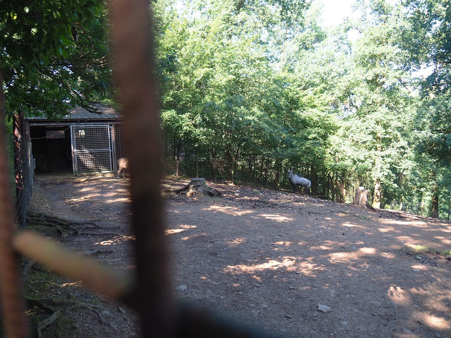 Nilgai paddock, 2023-06-24