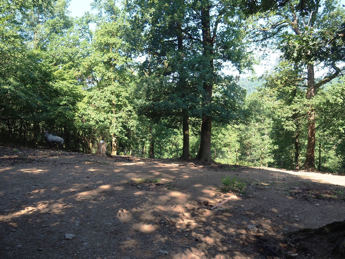 Nilgai paddock, 2023-06-24