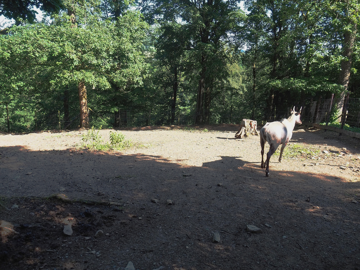 Nilgai paddock, 2023-06-24
