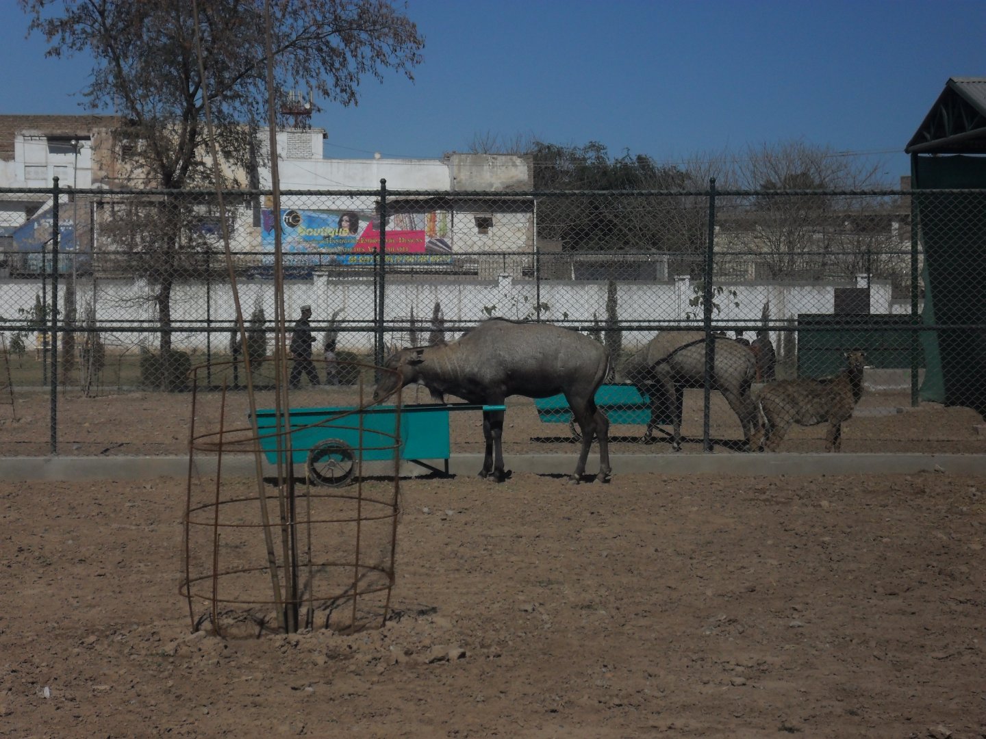 Nilgai - Peshawar zoo 17/2/2018