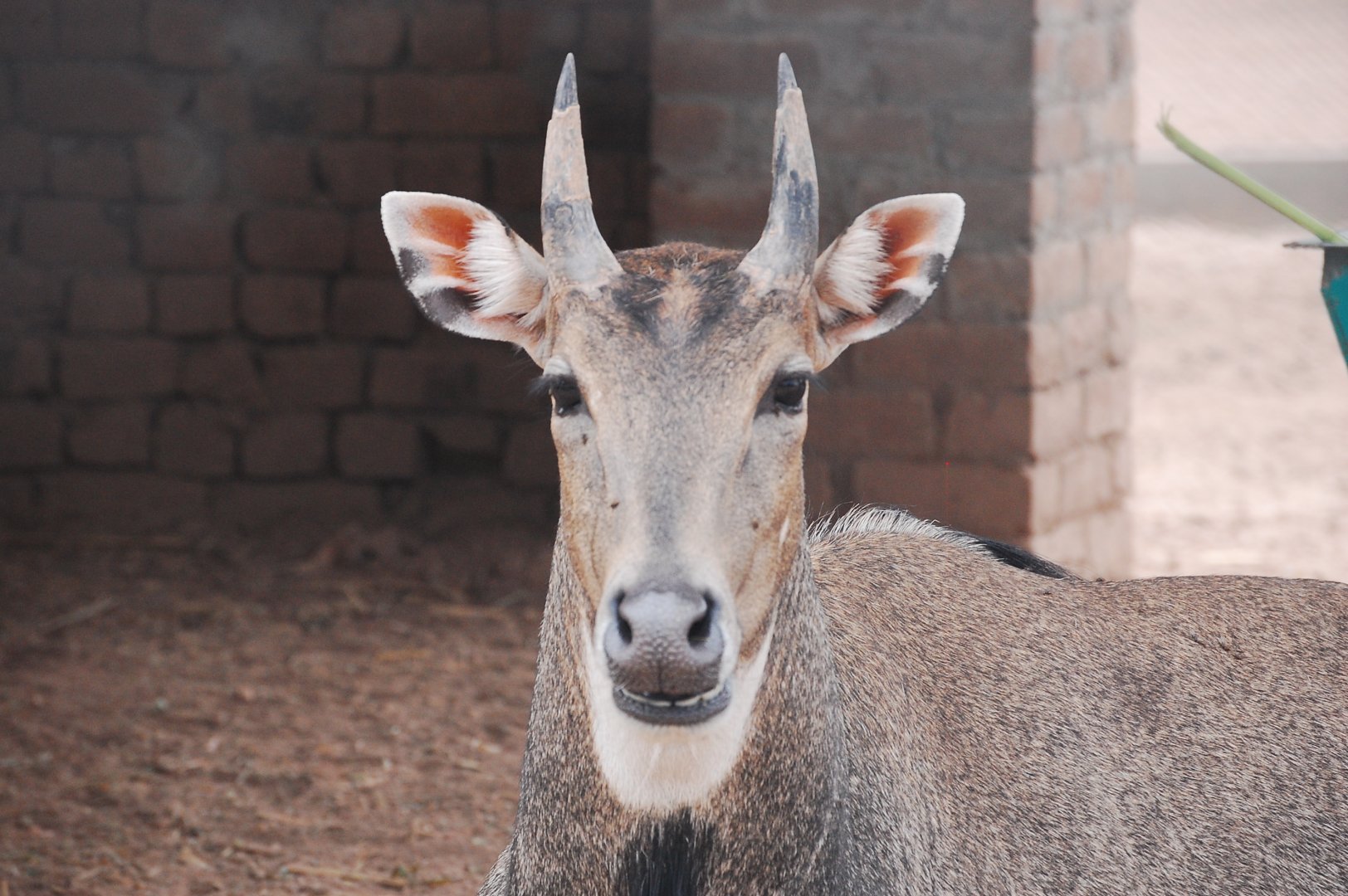 Nilgai - Peshawar zoo 6/23/2019