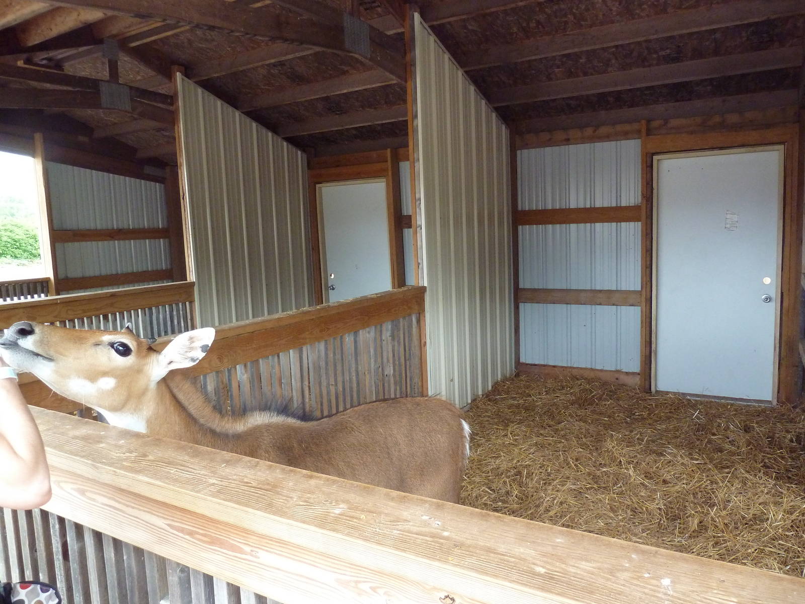 Nilgai Petting Enclosure