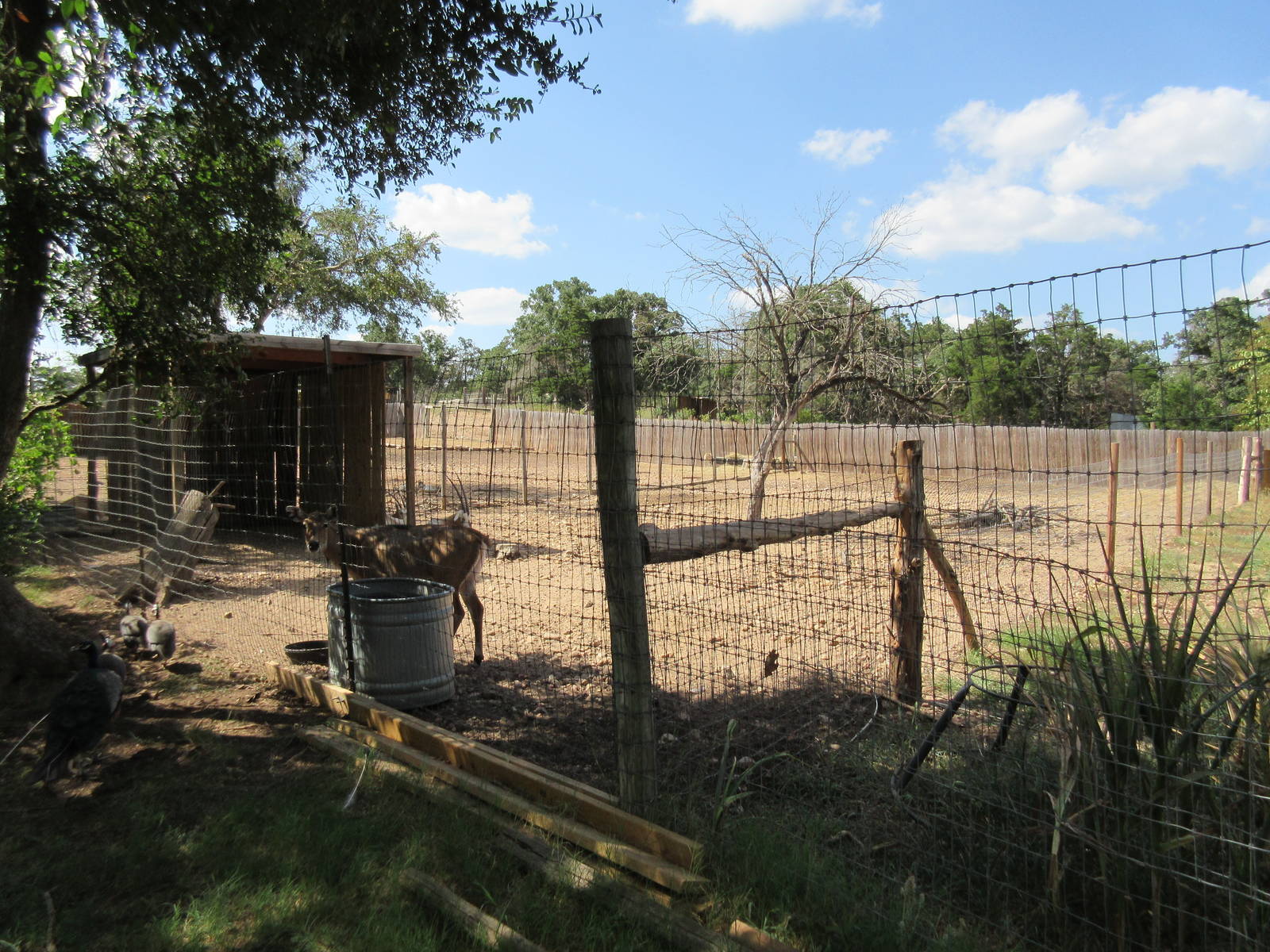 Nilgai/Scimitar-Horned Oryx Exhibit