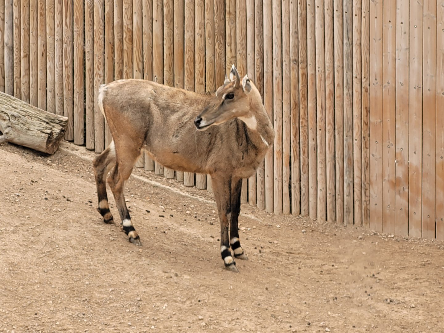 Nilgai -TerraNatura Benidorm (2022)