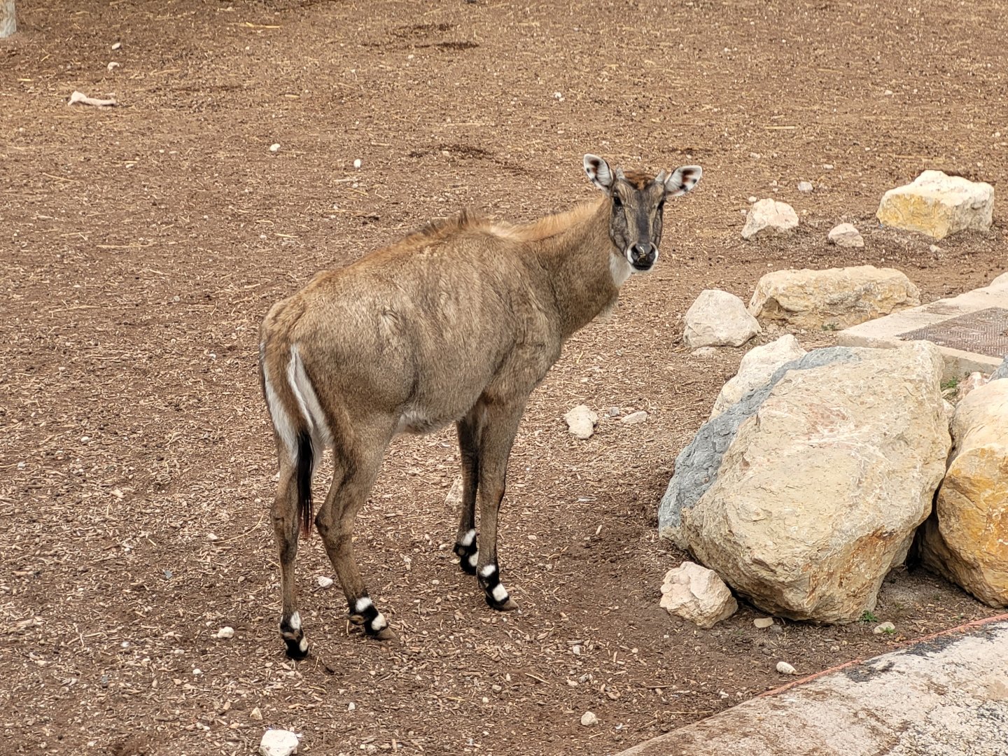Nilgai -TerraNatura Benidorm (2022)