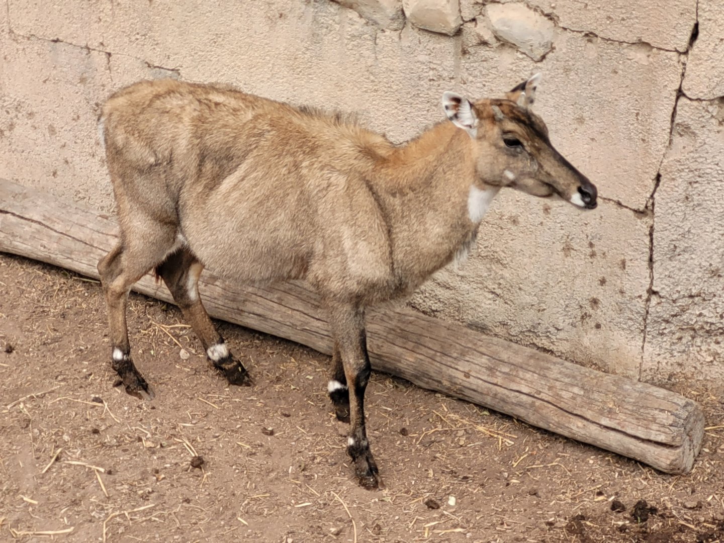 Nilgai -TerraNatura Benidorm (2022)