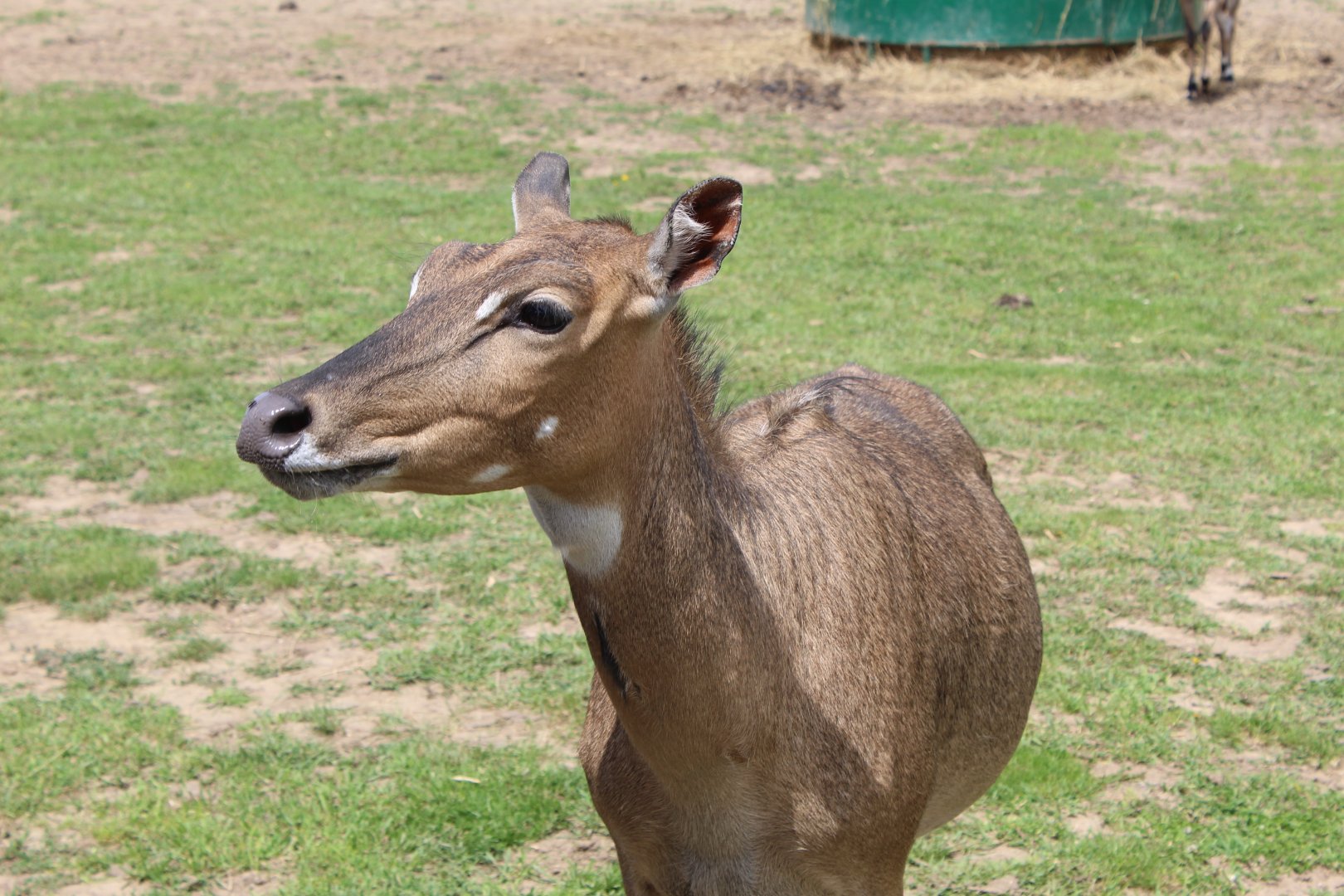 Nilgai Up-Close
