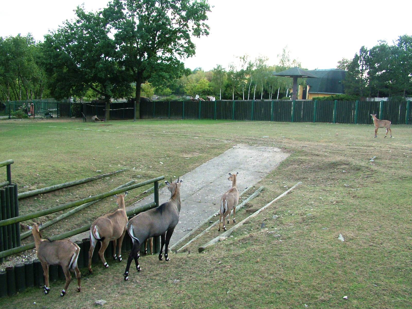 Nilgai/Vulture Paddock at Usti, 29/08/12