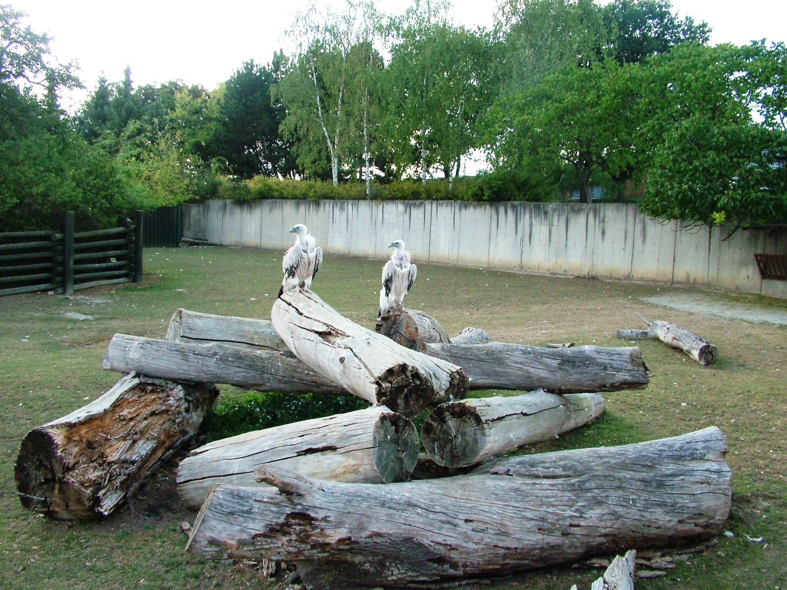 Nilgai/Vulture Paddock at Usti, 29/08/12