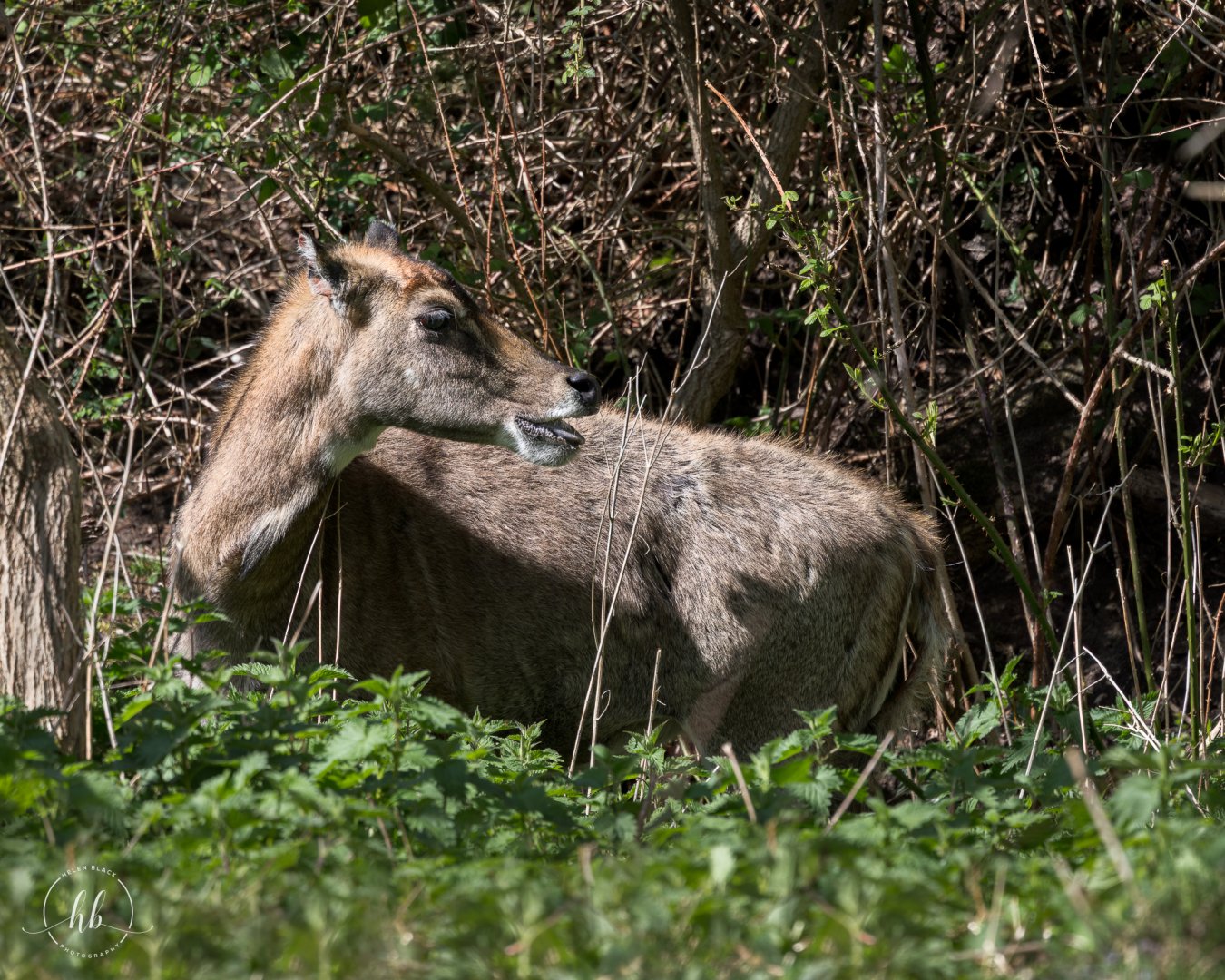 Nilgai / Watatunga / 16-4-25