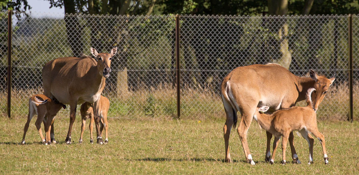 Nilgai : Whipsnade : 02 Aug 2015