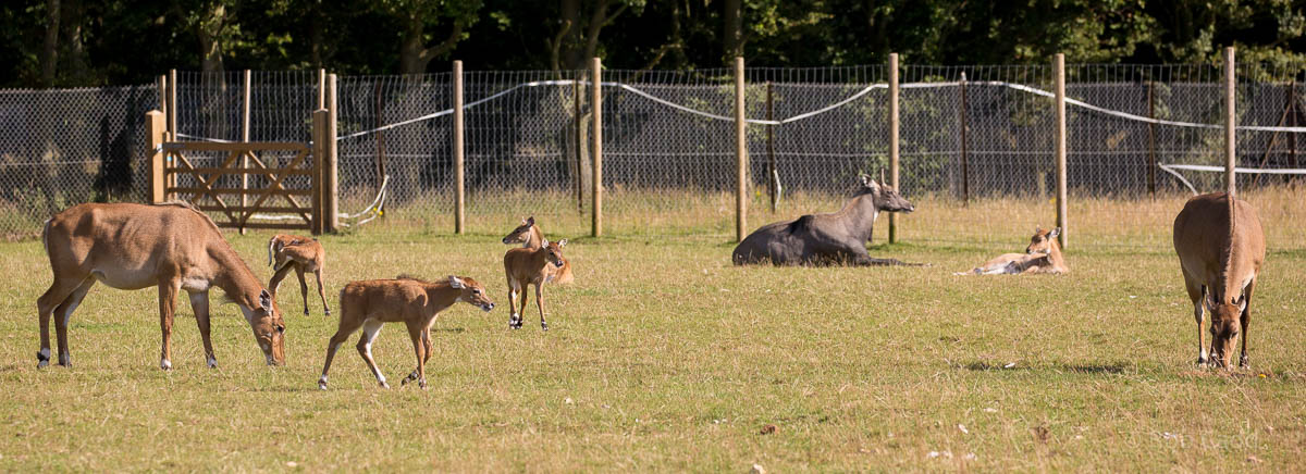 Nilgai : Whipsnade : 02 Aug 2015